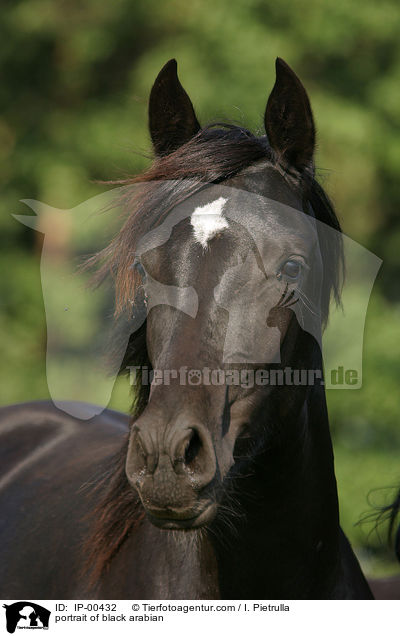 portrait of black arabian / IP-00432