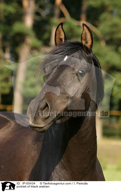 Portrait eines schwarzen Araber / portrait of black arabian / IP-00434
