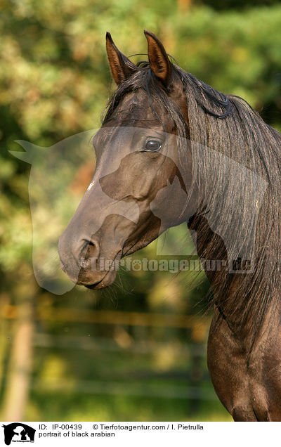 portrait of black arabian / IP-00439
