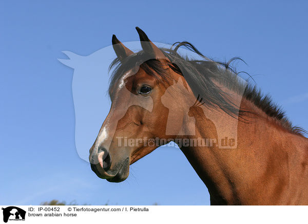 brown arabian horse / IP-00452