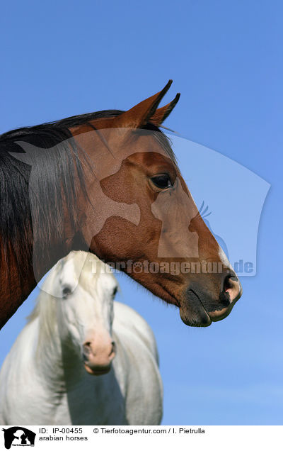 arabian horses / IP-00455