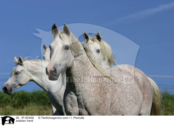 arabian herd / IP-00468