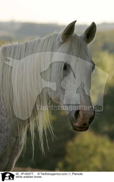 white arabian horse / IP-00477