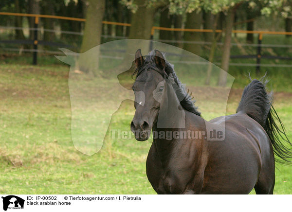 black arabian horse / IP-00502