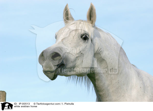 white arabian horse / IP-00513