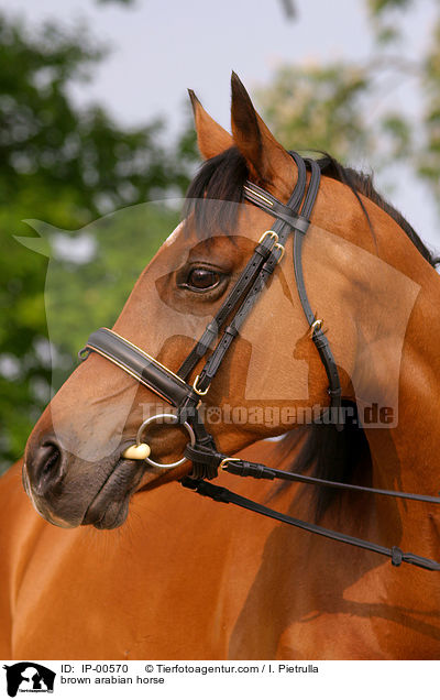 Portrait eines Arabers / brown arabian horse / IP-00570