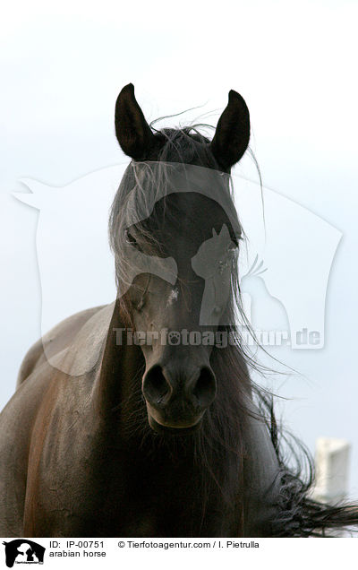 arabian horse / IP-00751