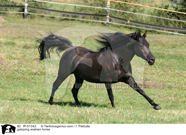 Araber im Galopp / galoping arabian horse / IP-01342