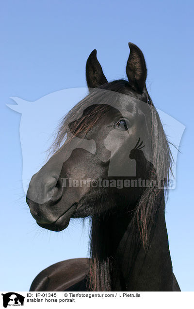 Araber Portrait / arabian horse portrait / IP-01345