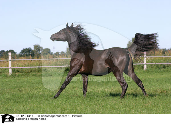 Araber im Galopp / galoping arabian horse / IP-01347