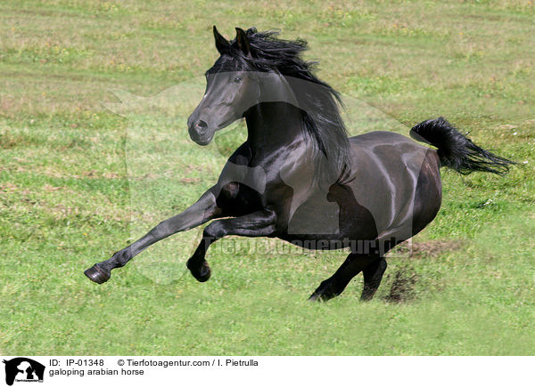 Araber im Galopp / galoping arabian horse / IP-01348