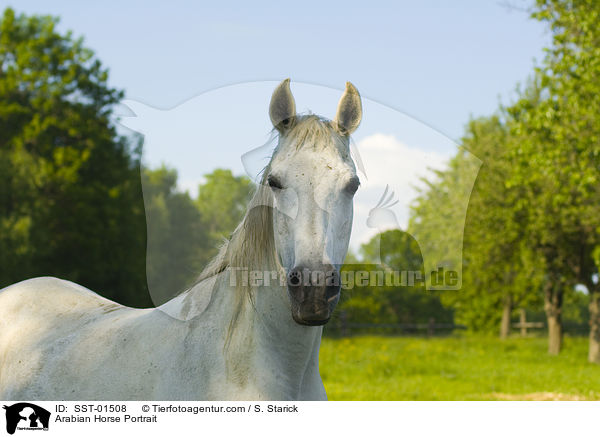 Arabian Horse Portrait / SST-01508
