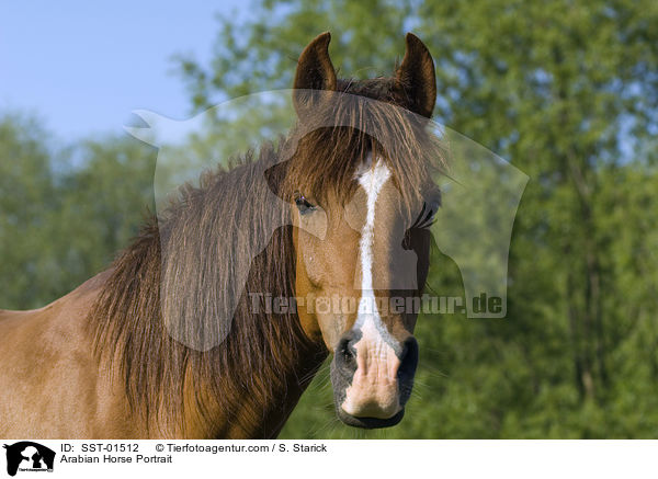 Arabian Horse Portrait / SST-01512