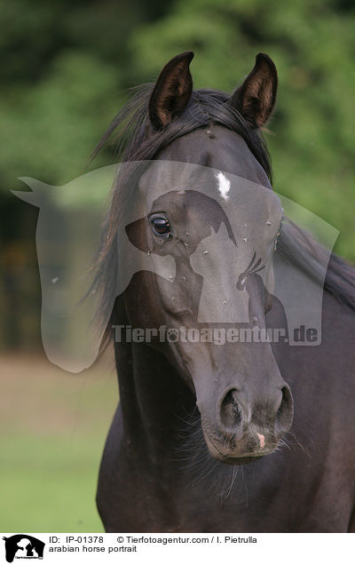 Araber Portrait / arabian horse portrait / IP-01378