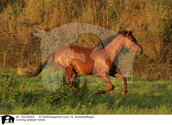 running arabian horse / SS-05002