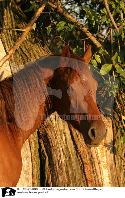 arabian horse portrait / SS-05008