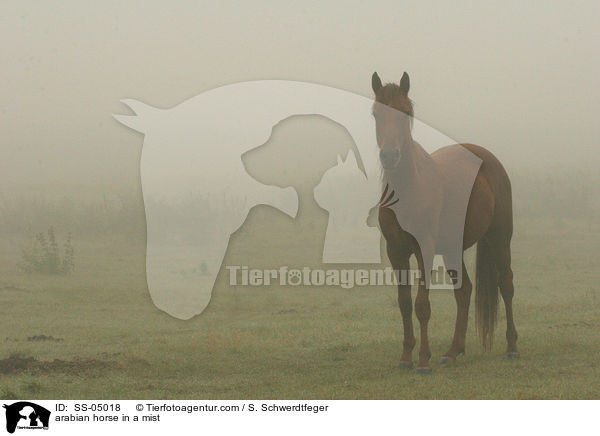 arabian horse in a mist / SS-05018