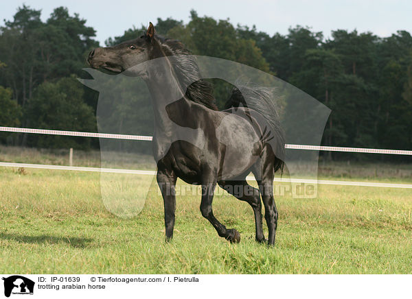 trotting arabian horse / IP-01639