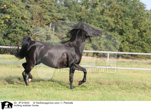 trotting arabian horse / IP-01643