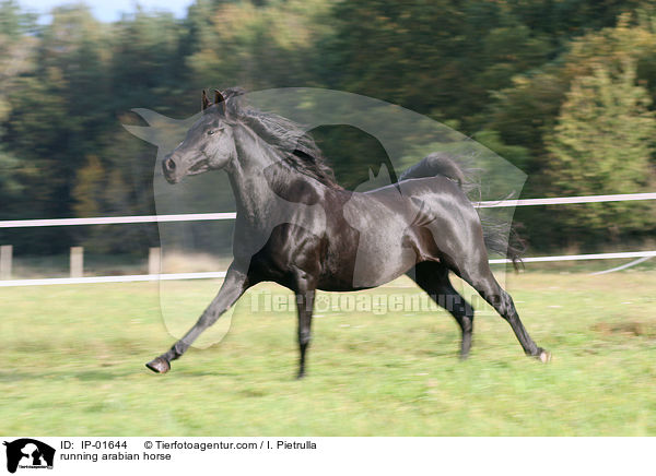 rennender Araber / running arabian horse / IP-01644