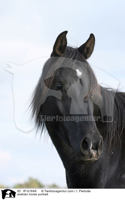Araber Portrait / arabian horse portrait / IP-01646