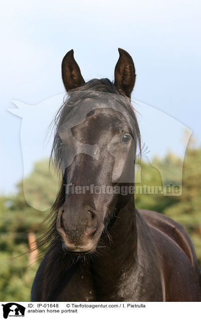 Araber Portrait / arabian horse portrait / IP-01648