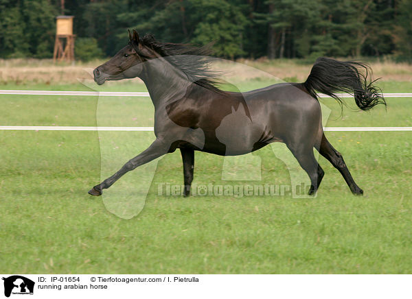 running arabian horse / IP-01654