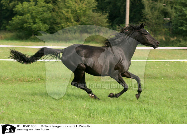 running arabian horse / IP-01656