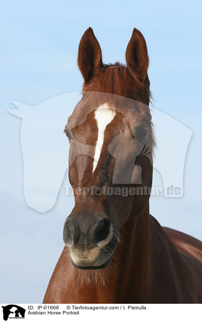 Arabian Horse Portrait / IP-01666