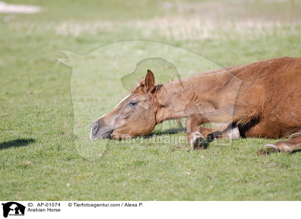 Arabian Horse / AP-01074