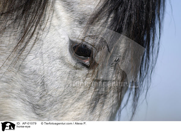 horse-eye / AP-01079