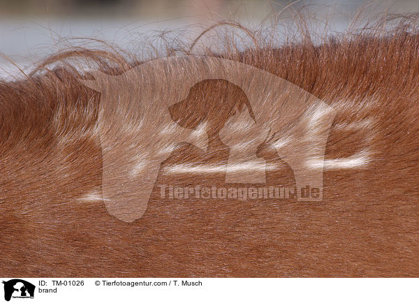 Brandzeichen / brand / TM-01026