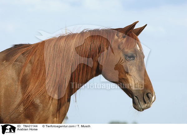 Arabian Horse / TM-01144