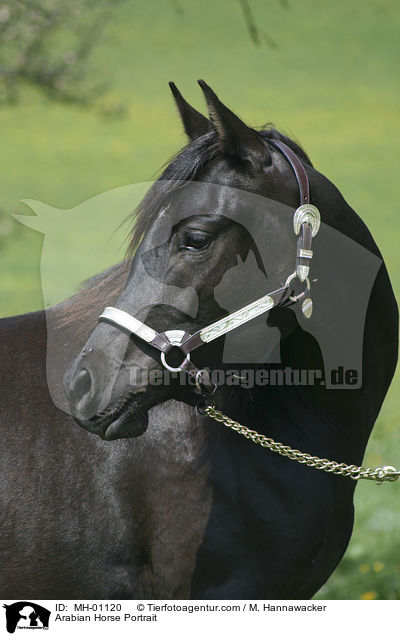 Arabian Horse Portrait / MH-01120