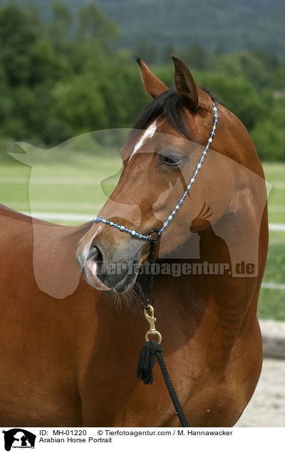 Arabian Horse Portrait / MH-01220