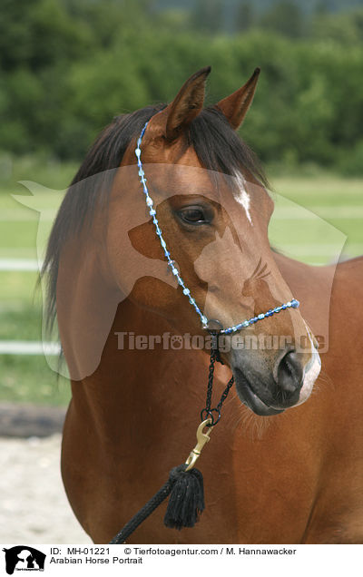 Arabian Horse Portrait / MH-01221