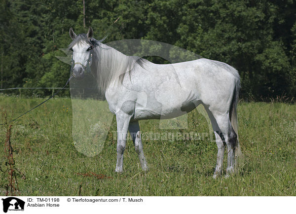 Arabian Horse / TM-01198