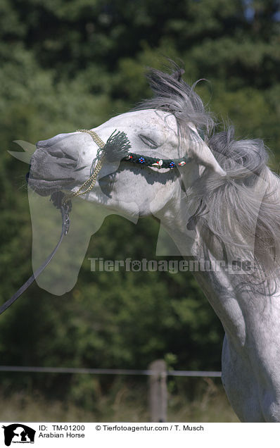 Arabian Horse / TM-01200