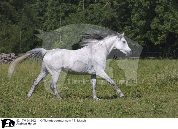 Arabian Horse / TM-01202