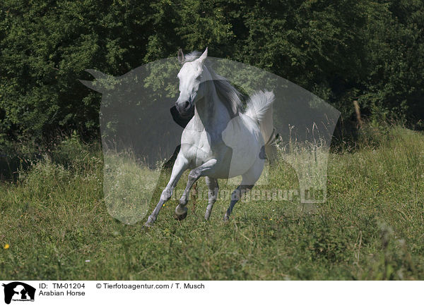 Arabian Horse / TM-01204