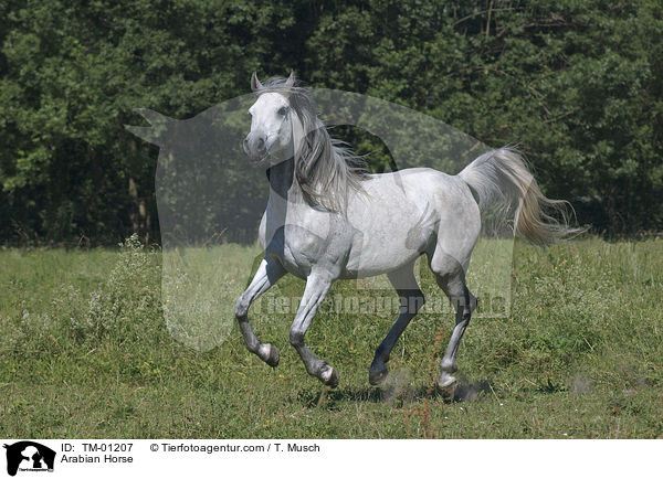 Arabian Horse / TM-01207