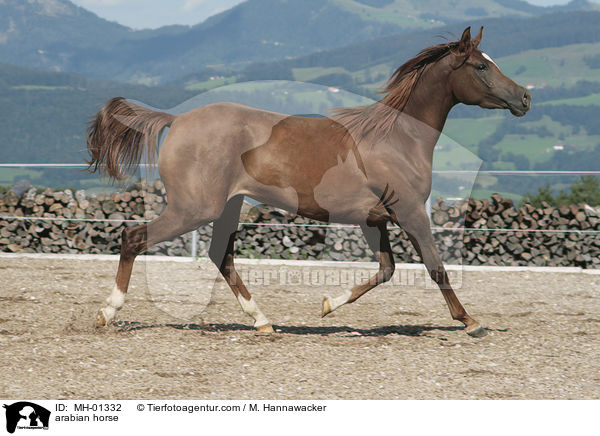 Araber / arabian horse / MH-01332