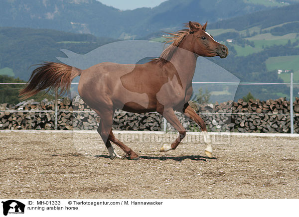 rennender Araber / running arabian horse / MH-01333