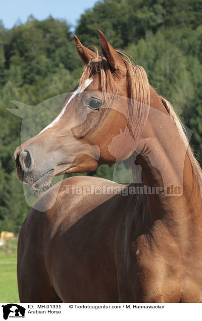 Arabian Horse / MH-01335