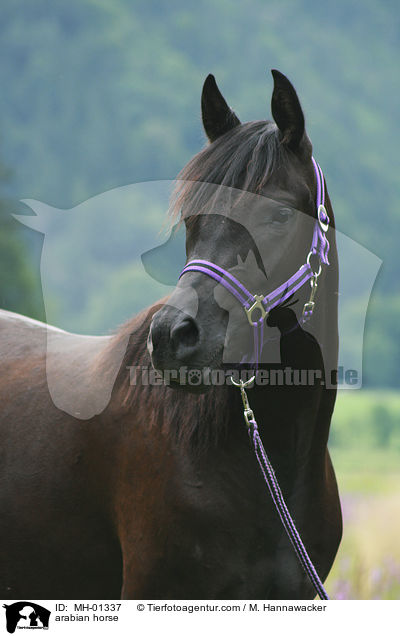 arabian horse / MH-01337