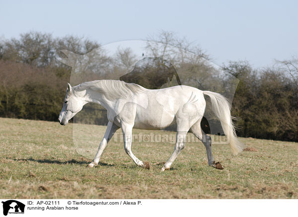 running Arabian horse / AP-02111