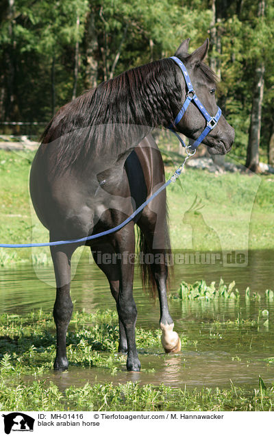 schwarzer Araber / black arabian horse / MH-01416