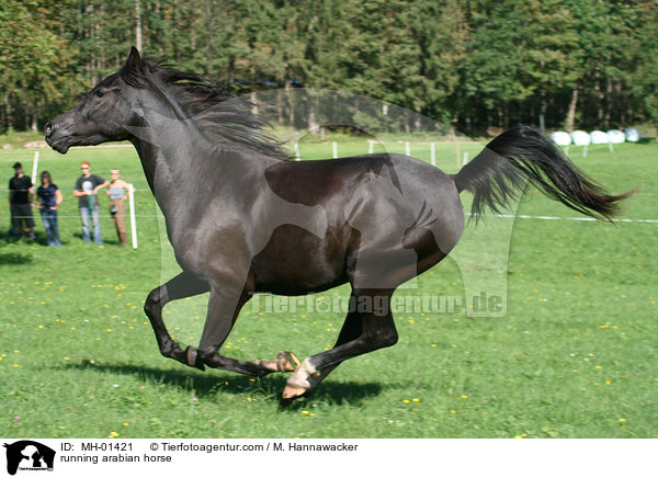 rennender Araber / running arabian horse / MH-01421