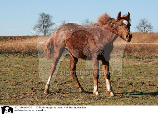 Araber auf der Weide / arabian horse on meadow / MH-01426