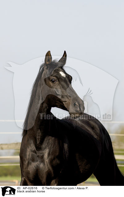 Vollblutaraber / black arabian horse / AP-02616